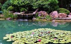 kertek és parkok címlapfotó tavirózsa tó