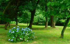 Hortenzia virágzás a Kámoni Arborétumban - Szombathely