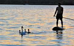 hattyú balaton madárfióka vizimadár tó magyarország nyár állatkölyök
