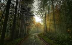 írország fény út erdő