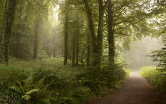 fény út címlapfotó páfrány erdő