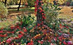 ősz címlapfotó gomba színes