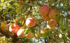 ősz címlapfotó gyümölcs alma