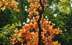 Ősz színei a napsütésben