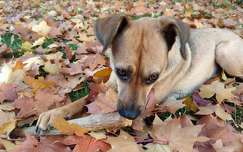 ősz levél kutya