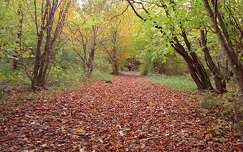 út címlapfotó ősz levél erdő