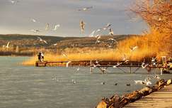 balaton címlapfotó stég és móló sirály vizimadár tó magyarország