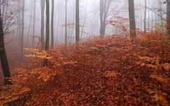 címlapfotó köd erdő