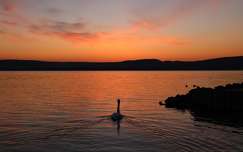 naplemente hattyú balaton vizimadár tó magyarország