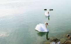 hattyú balaton címlapfotó vizimadár tó