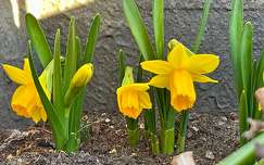 tavaszi virág címlapfotó nárcisz