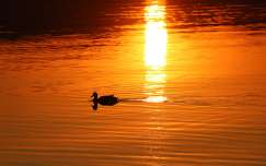 naplemente balaton kacsa vizimadár tükröződés tó magyarország