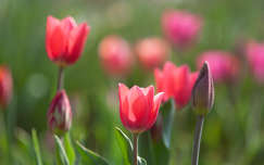 tulipán bimbó tavaszi virág címlapfotó tavasz