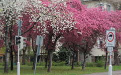Virágzó vérszilvafa