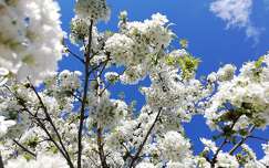 tavasz gyümölcsfavirág címlapfotó virágzó fa