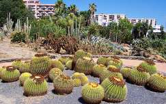 kertek és parkok címlapfotó kaktusz