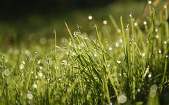 tavasz fű címlapfotó vízcsepp