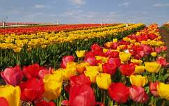 tulipán tavaszi virág címlapfotó virágmező tavasz