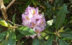 tavasz rododendron címlapfotó