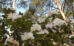 Jeli arborétum, virágzó rododendron