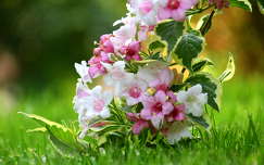 tavaszi virág rózsalonc címlapfotó tavasz lonc