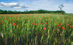 vadvirág gabonaföld kalász címlapfotó pipacs tavasz