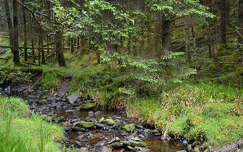 címlapfotó tavasz írország patak erdő