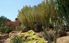 kertek és parkok címlapfotó kaktusz