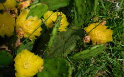 virágzó medvetalp kaktusz