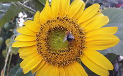 napraforgó méh rovar
