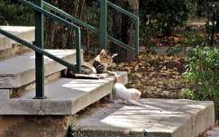 lépcső címlapfotó macska állatkölyök
