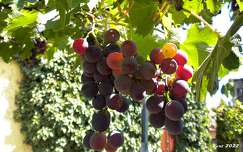 címlapfotó szőlő gyümölcs