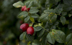 ősz csipkebogyó címlapfotó gyümölcs