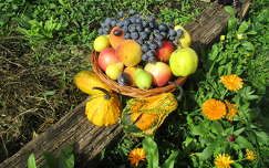 tök gyümölcskosár ősz körte szőlő alma gyümölcs