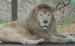 Nyíregyházi Állatkert oroszlánja