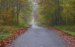 út címlapfotó ősz köd erdő