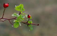 címlapfotó ősz csipkebogyó gyümölcs vízcsepp