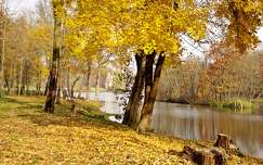 címlapfotó dég ősz kertek és parkok tó magyarország