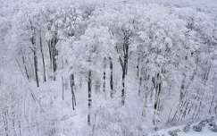 zúzmara címlapfotó erdő tél