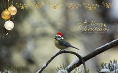 kékcinege cinege címlapfotó madár karácsony tél