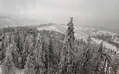 szlovákia hegy fenyő kárpátok örökzöld erdő tél