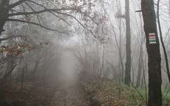 út köd erdő