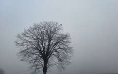 fa madár köd