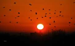 naplemente madár címlapfotó