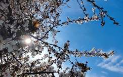 tavasz fény címlapfotó virágzó fa