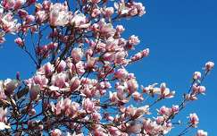 tavasz magnólia címlapfotó virágzó fa