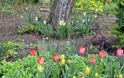 tulipán tavaszi virág nárcisz tavasz kertek és parkok