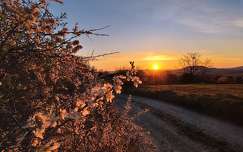 napfelkelte hegy balaton út címlapfotó tavasz magyarország virágzó fa