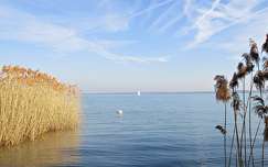 hattyú balaton címlapfotó nád vizimadár tó magyarország vitorlás
