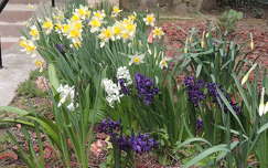 jácint tavaszi virág nárcisz